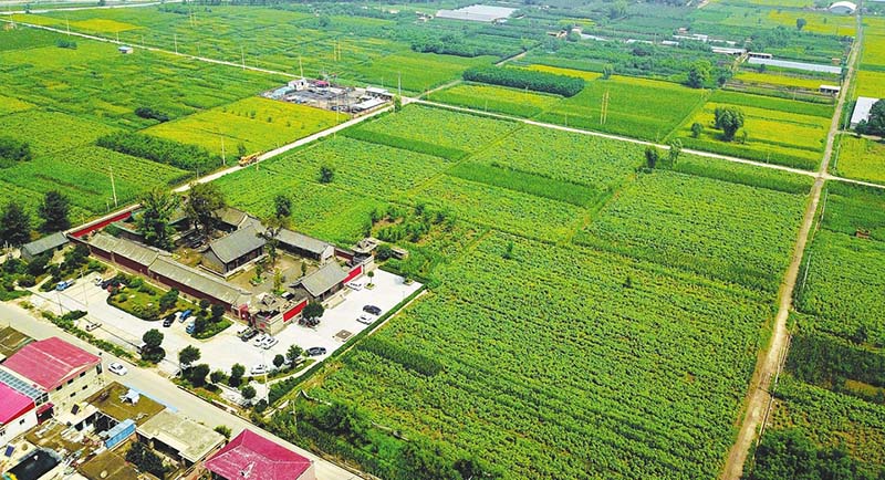 田園變公園村莊變景區(qū)省城晉源區(qū)王郭村1500畝葵花進(jìn)入盛花期，百萬朵葵花悉數(shù)怒放，吸引了大批游客慕名前來。【詳細(xì)】